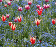Pomnìnky a tulipány velikonoèní