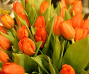Oranžové tulipány velikonoèní