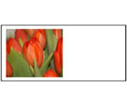 Tulipány èervené velikonoèní pøání