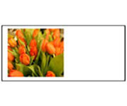 Tulipány oranžové velikonoèní pøání
