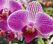 Orchidea velikonon