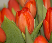 Tulipny - detail velikonon