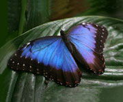 Modrý motýl velikonoèní